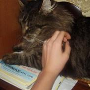 Maine Coon Aicho