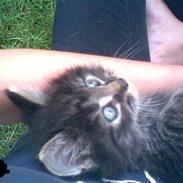 Maine Coon Aicho