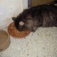 Maine Coon Aicho