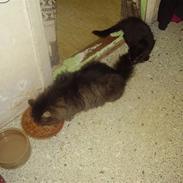 Maine Coon Aicho