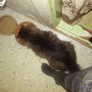 Maine Coon Aicho