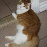 Blanding af racer Garfield