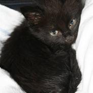 Blanding af racer stump/ mis mis