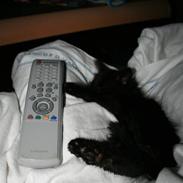 Blanding af racer stump/ mis mis