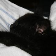 Blanding af racer stump/ mis mis