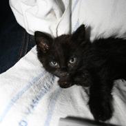 Blanding af racer stump/ mis mis