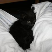 Blanding af racer stump/ mis mis