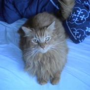 Maine Coon Ludvig