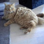Maine Coon Ludvig