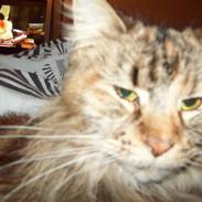 Maine Coon DK Vingsteds Nala