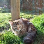 Maine Coon DK Vingsteds Nala