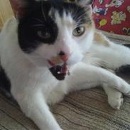 Blanding af racer Perle