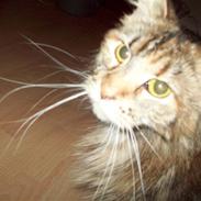 Maine Coon DK Vingsteds Nala