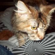 Maine Coon DK Vingsteds Nala