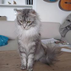 Blanding af racer Bjørk