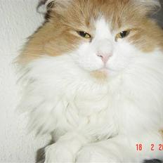 Norsk Skovkat Toonscat's Jojo