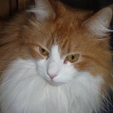 Norsk Skovkat Toonscat's Jojo