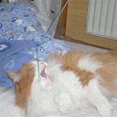 Norsk Skovkat Toonscat's Jojo