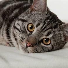 Europé DK Boholdt Quincy Jones