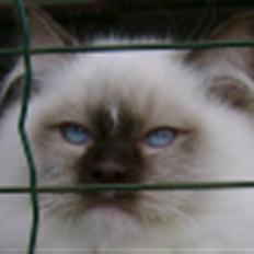 Ragdoll DK Prema-Panda´s Chokomand