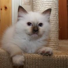 Ragdoll DK Prema-Panda´s Chokomand