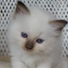 Ragdoll DK Prema-Panda´s Chokomand