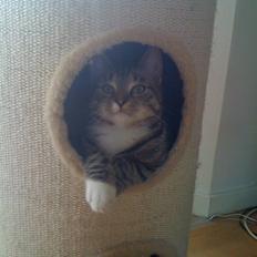 Blanding af racer Felix