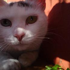 Blanding af racer Bowie