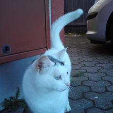 Blanding af racer Bowie