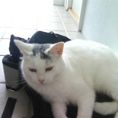 Blanding af racer Bowie