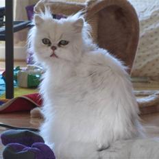 Perser Krugi Von Gørtz Aka Bosse