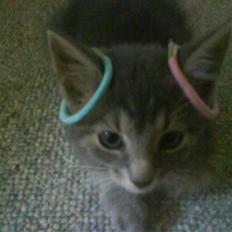 Blanding af racer Nusser