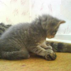 Blanding af racer Nusser