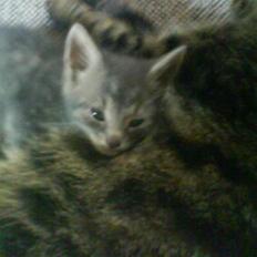 Blanding af racer Nusser