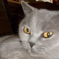 British Shorthair Tøffe