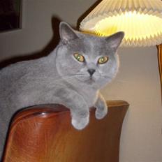 British Shorthair Tøffe