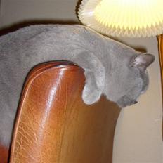 British Shorthair Tøffe