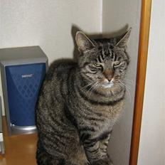 Huskat Nala - Nalamis