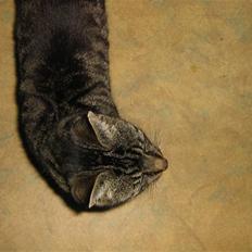 Huskat Nala - Nalamis