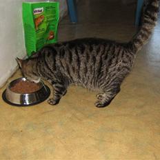 Huskat Nala - Nalamis