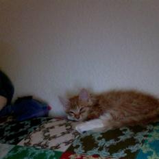 Blanding af racer Kleo