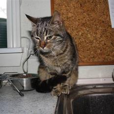 Blanding af racer Musse