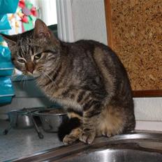 Blanding af racer Musse