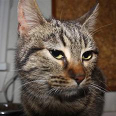 Blanding af racer Musse