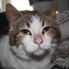 Blanding af racer Miv