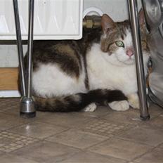 Blanding af racer Miv