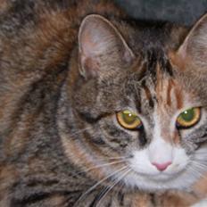 Blanding af racer Stald-kp's Lacoste