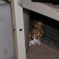 Blanding af racer Stald-kp's Lacoste