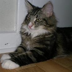 Norsk Skovkat Chazeems Chaos