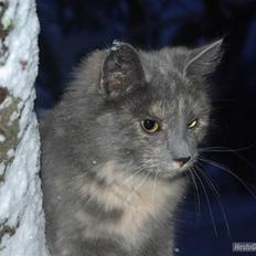 Blanding af racer Zibbe † 26.04.2010